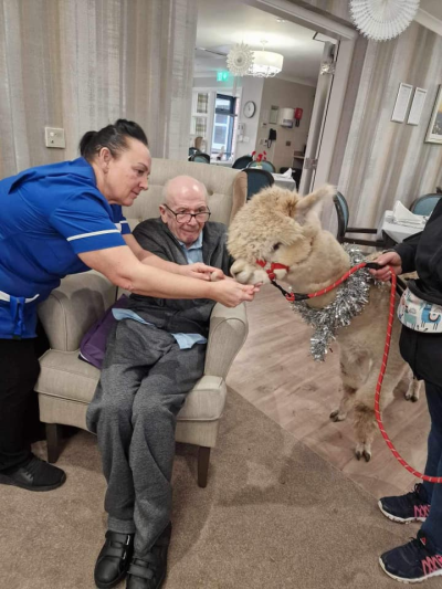 Furry Friends and Festive Cheer: Alpaca Visit at Pear Tree House for New Year